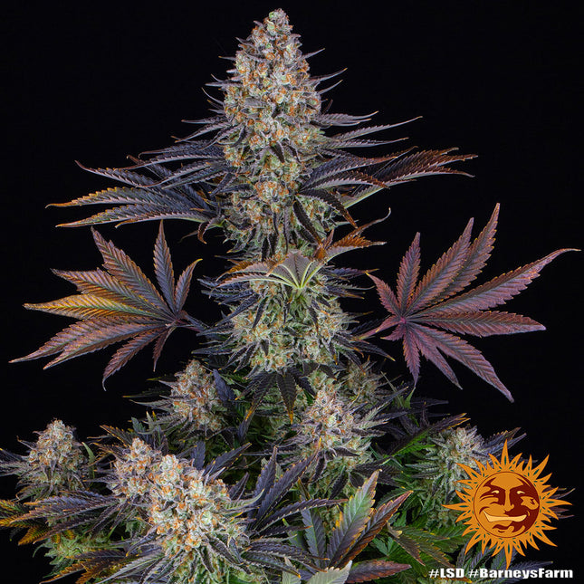 Barney's Farm LSD (Barney's Farm)