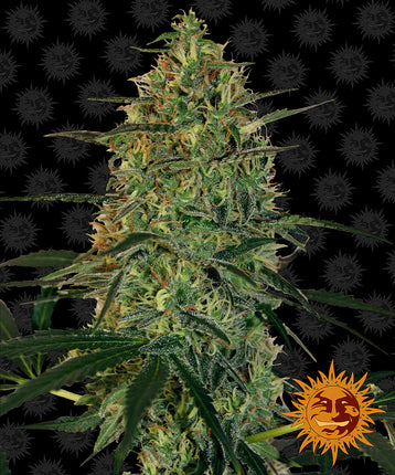 Barney's Farm Malana Bomb Auto (5 Zaden)