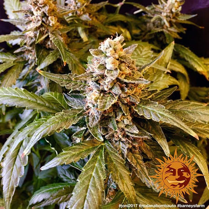 Barney's Farm Malana Bomb Auto (5 Zaden)