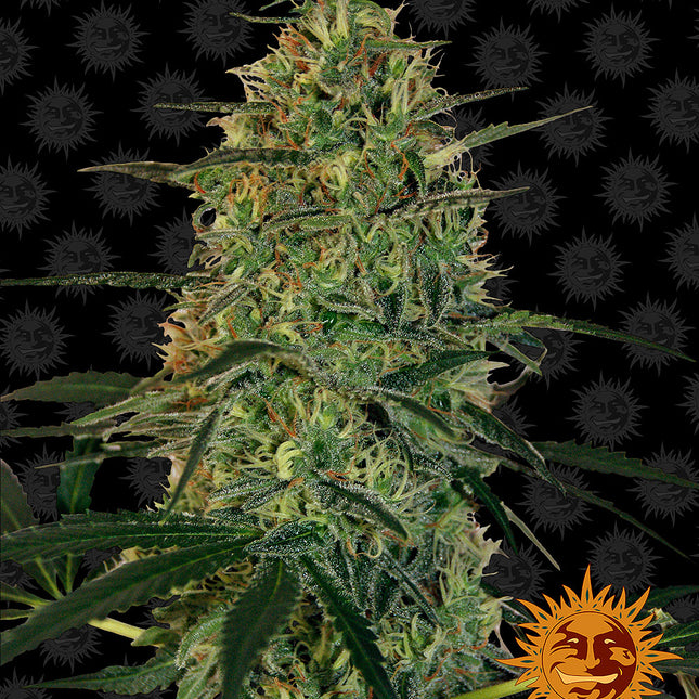 Barney's Farm Malana Bomb Auto (5 Zaden) (Barney's Farm)
