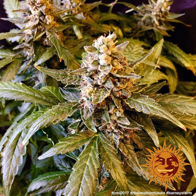 Barney's Farm Malana Bomb Auto (5 Zaden) (Barney's Farm)
