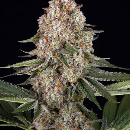Barney's Farm Mendo Breath