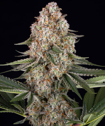 Barney's Farm Mendo Breath