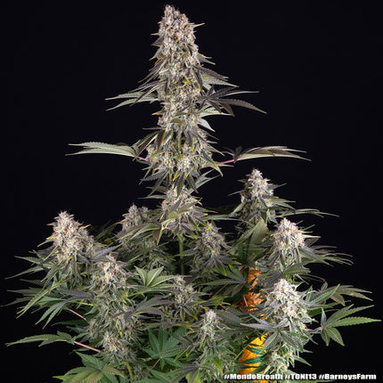 Barney's Farm Mendo Breath