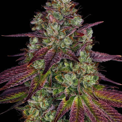 Barney's Farm Mimosa EVO