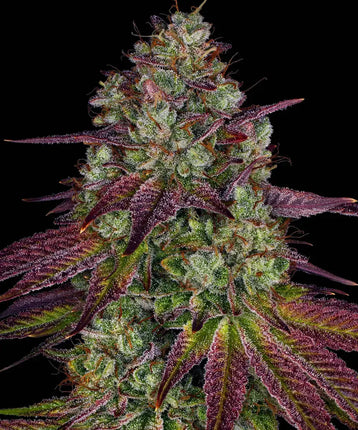 Barney's Farm Mimosa EVO