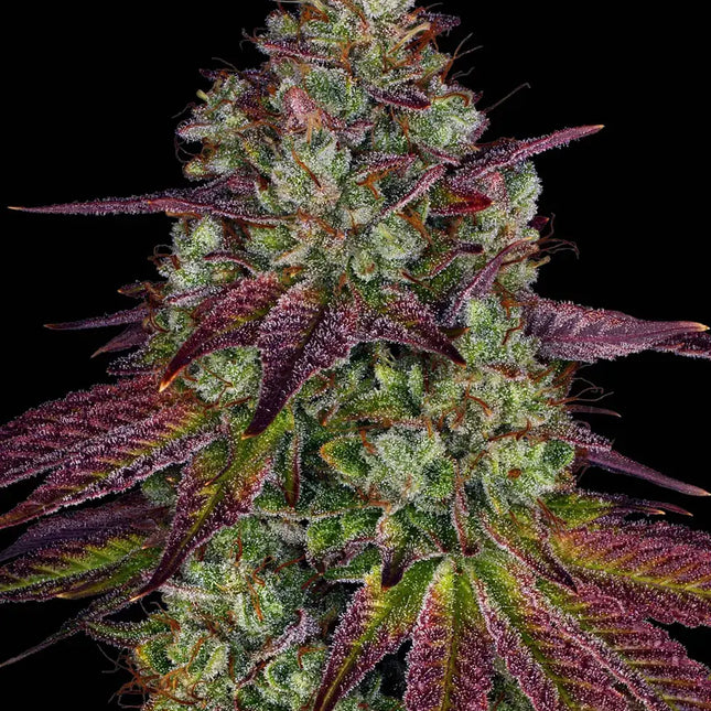 Barney's Farm Mimosa EVO (Barney's Farm)