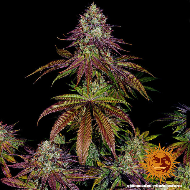 Barney's Farm Mimosa EVO (Barney's Farm)