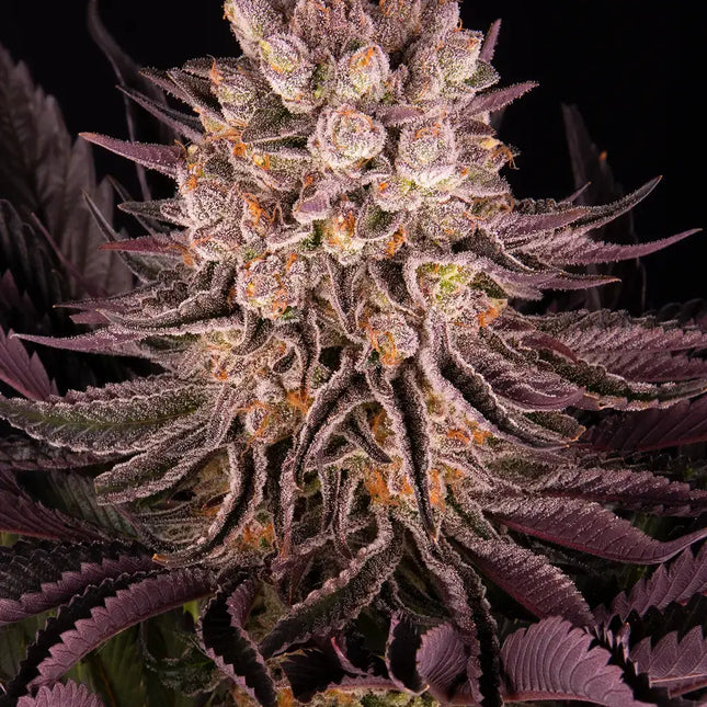 Barney's Farm Mimosa X Orange Punch
