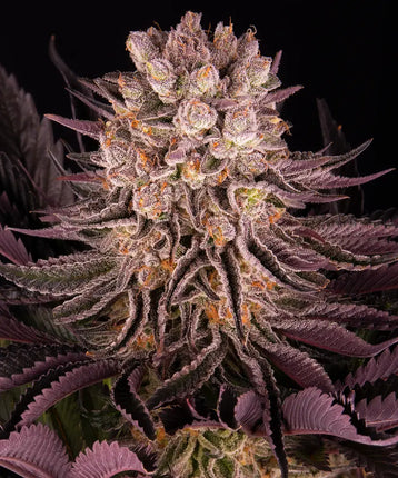 Barney's Farm Mimosa X Orange Punch