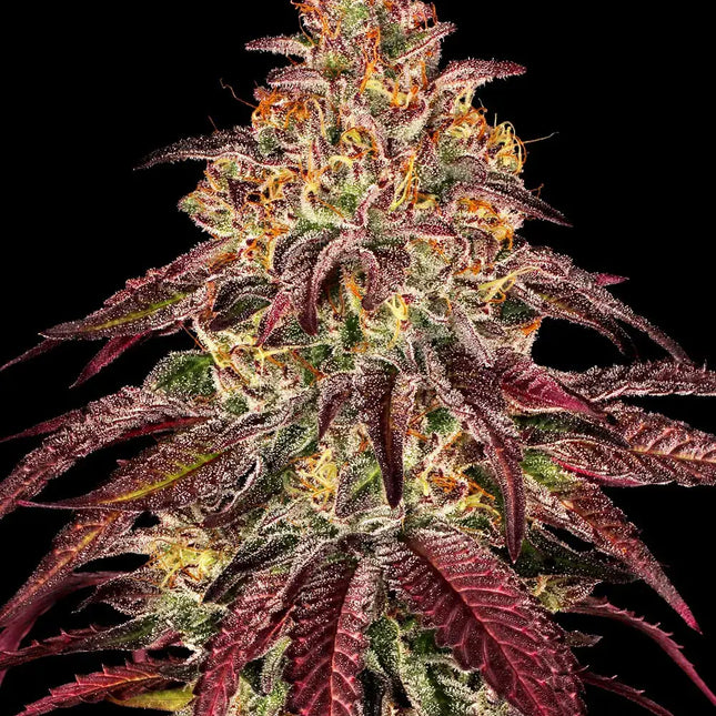 Barney's Farm Mimosa x Orange Punch Auto