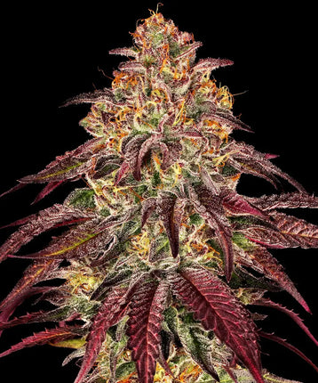 Barney's Farm Mimosa x Orange Punch Auto