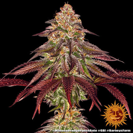 Barney's Farm Mimosa x Orange Punch Auto (Barney's Farm)