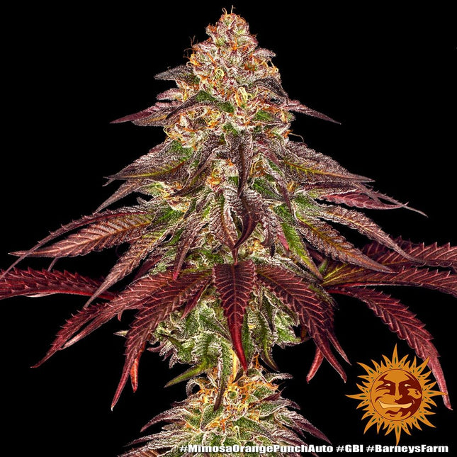 Barney's Farm Mimosa x Orange Punch Auto (Barney's Farm)