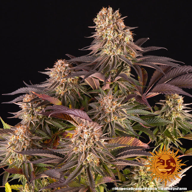 Barney's Farm Mimosa X Orange Punch (Barney's Farm)
