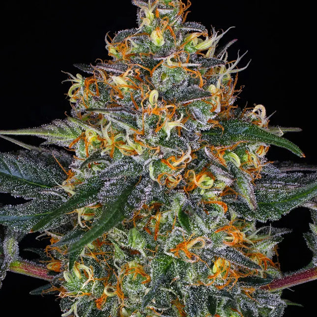Barney's Farm Moby Dick Auto