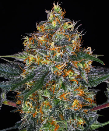 Barney's Farm Moby Dick Auto