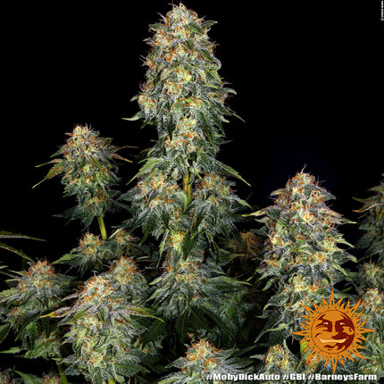 Barney's Farm Moby Dick Auto