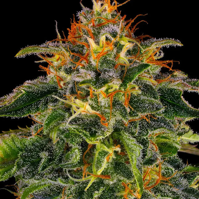 Barney's Farm Moby Dick (Barney's Farm)
