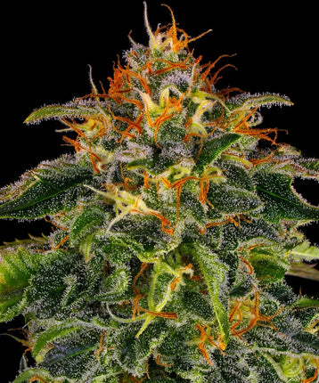Barney's Farm Moby Dick (Barney's Farm)