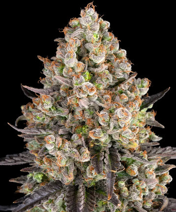 Barney's Farm OG Kush