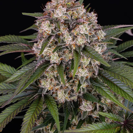 Barney's Farm OG Kush Auto