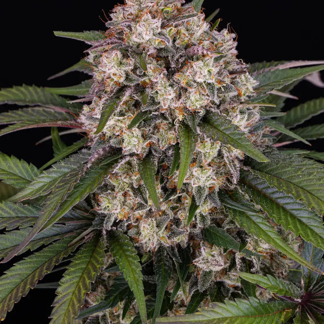 Barney's Farm OG Kush Auto