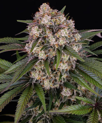 Barney's Farm OG Kush Auto
