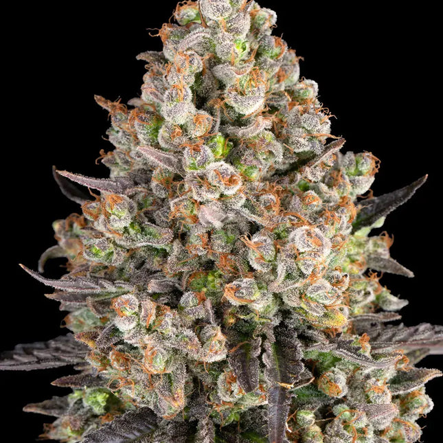 Barney's Farm OG Kush (Barney's Farm)