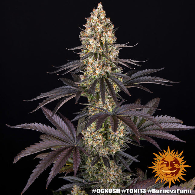 Barney's Farm OG Kush (Barney's Farm)