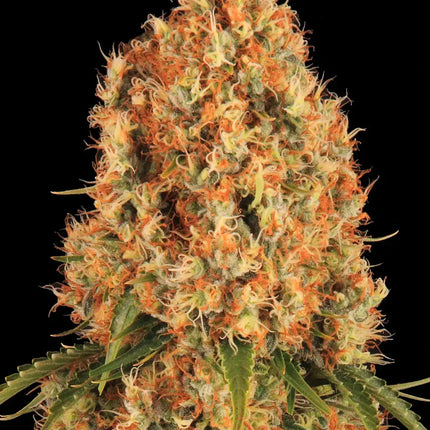 Barney's Farm Orange Sherbert