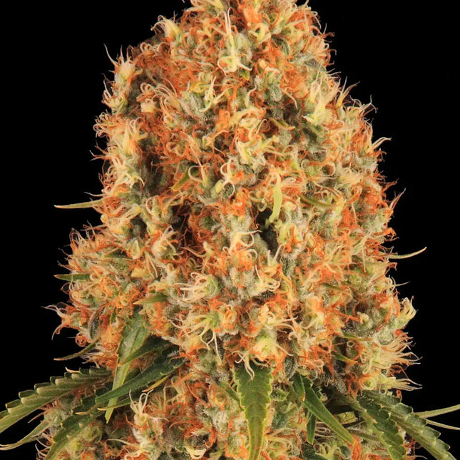 Barney's Farm Orange Sherbert (Barney's Farm)