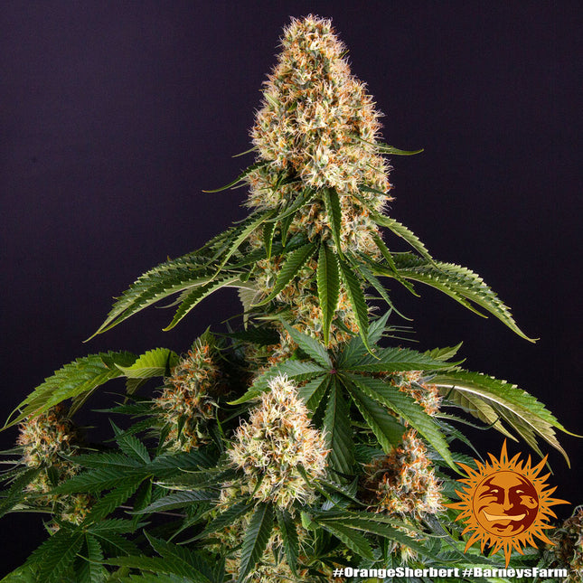 Barney's Farm Orange Sherbert (Barney's Farm)