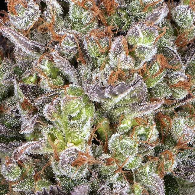 Barney's Farm Papaya Frosting