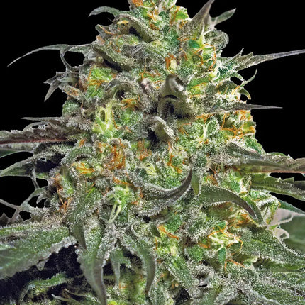 Barney's Farm Peyote Cookies