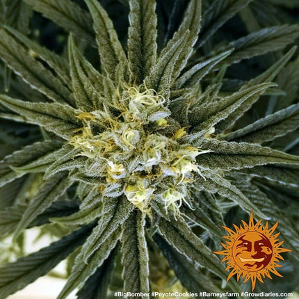 Barney's Farm Peyote Cookies