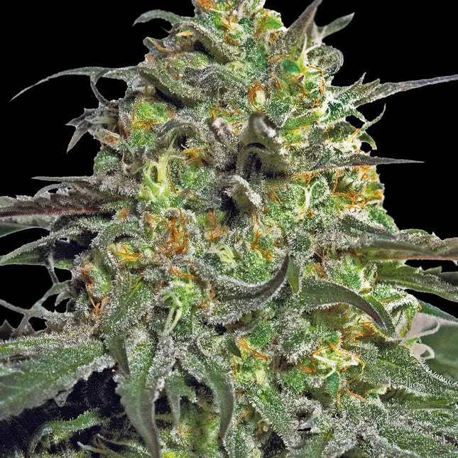 Barney's Farm Peyote Cookies (Barney's Farm)