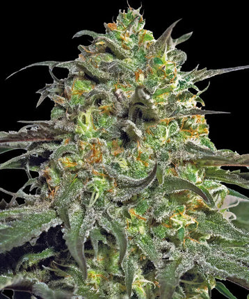Barney's Farm Peyote Cookies (Barney's Farm)
