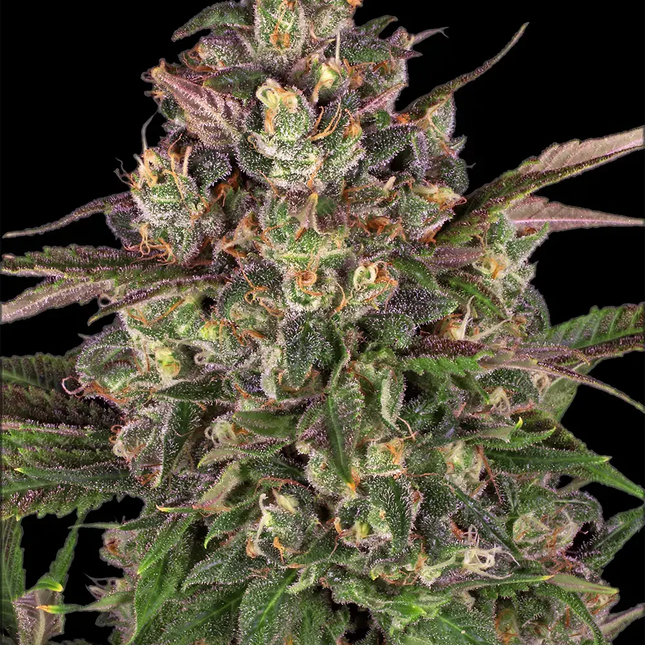 Barney's Farm Peyote Critical