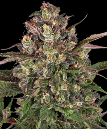 Barney's Farm Peyote Critical
