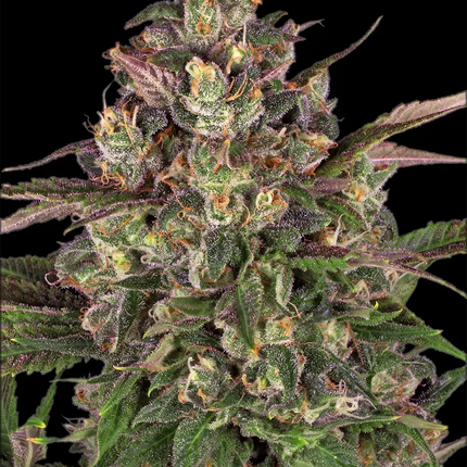 Barney's Farm Peyote Critical (Barney's Farm)