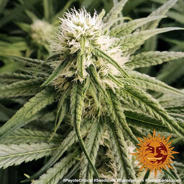 Barney's Farm Peyote Critical (Barney's Farm)