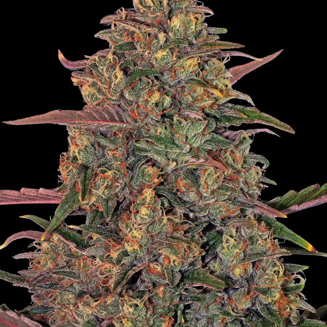 Barney's Farm Pineapple Chunk