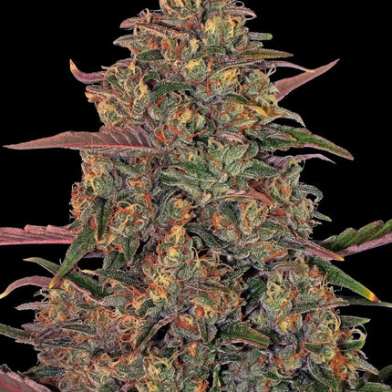 Barney's Farm Pineapple Chunk (Barney's Farm)