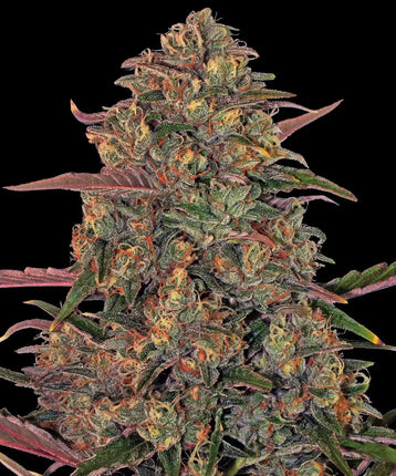 Barney's Farm Pineapple Chunk (Barney's Farm)