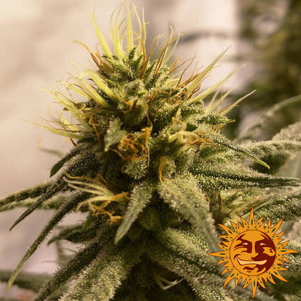 Barney's Farm Pineapple Chunk (Barney's Farm)