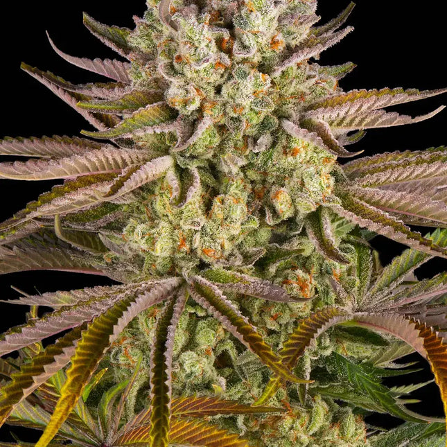 Barney's Farm Pineapple Express