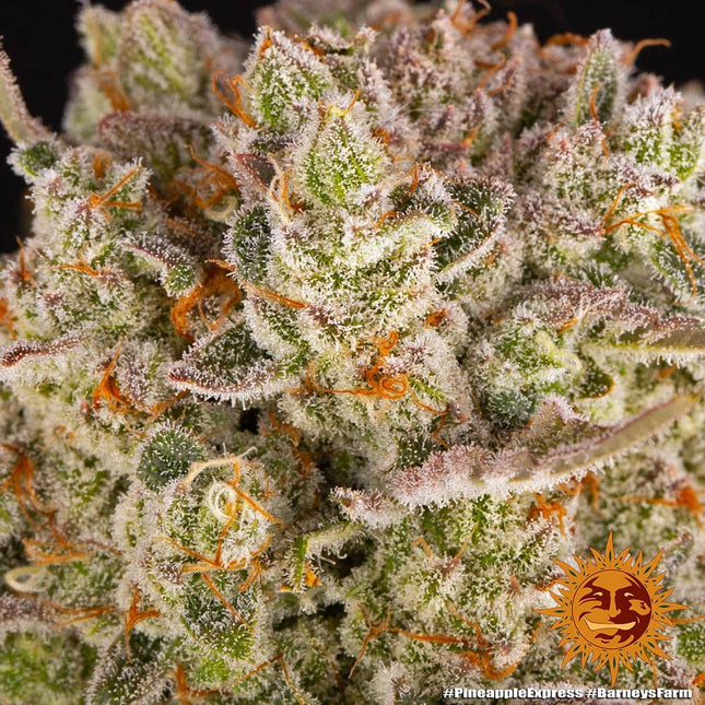 Barney's Farm Pineapple Express
