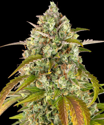 Barney's Farm Pineapple Express Auto