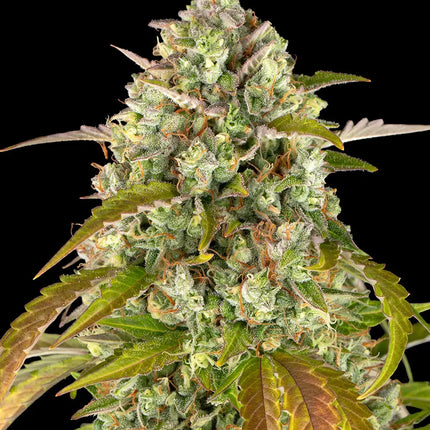 Barney's Farm Pineapple Express Auto (Barney's Farm)